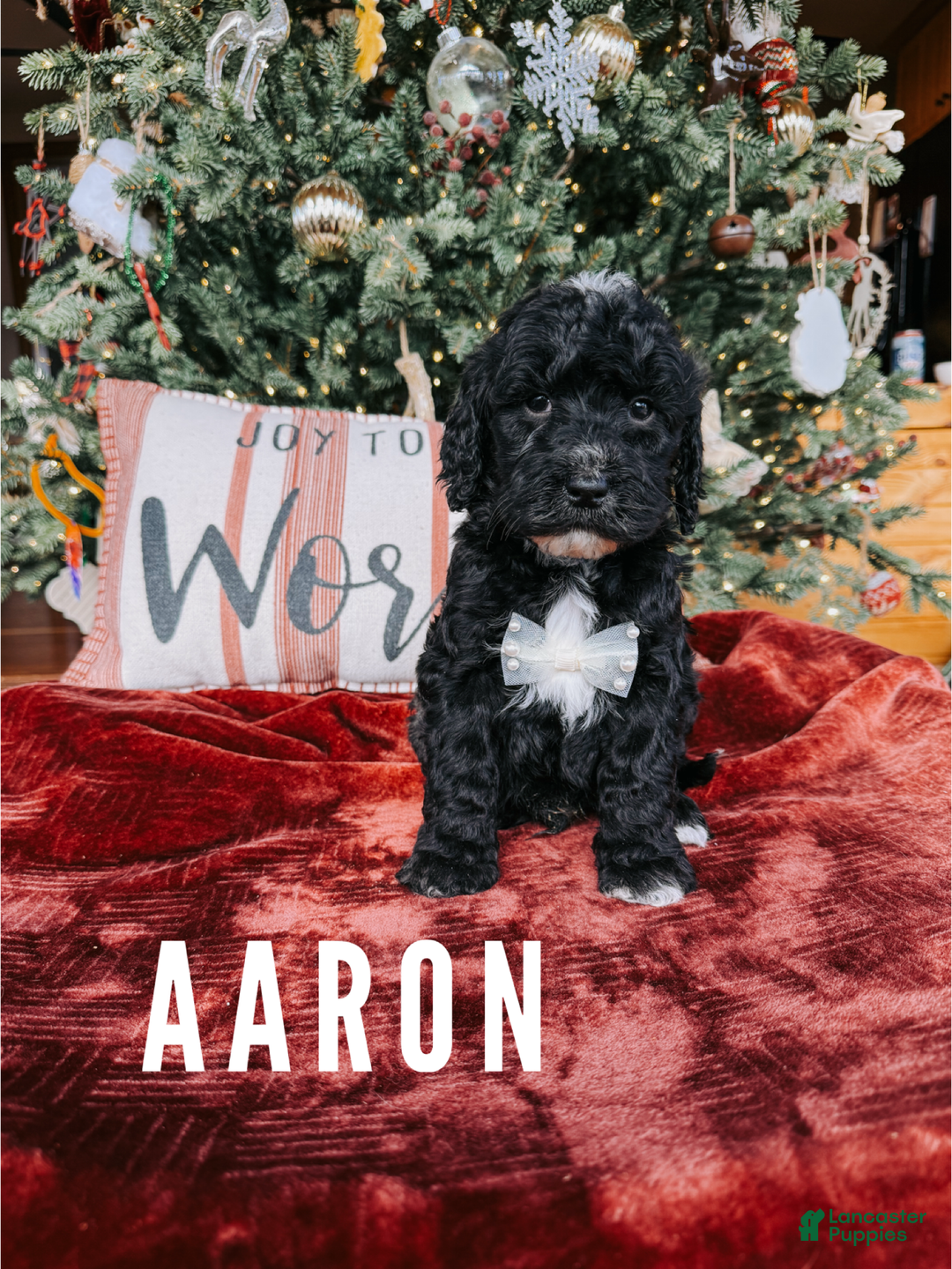 Goldendoodle dogs for sale: Aaron - Ad 1