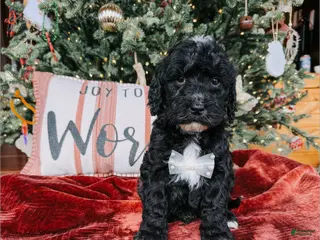 Goldendoodle dogs Aaron - Ad 21