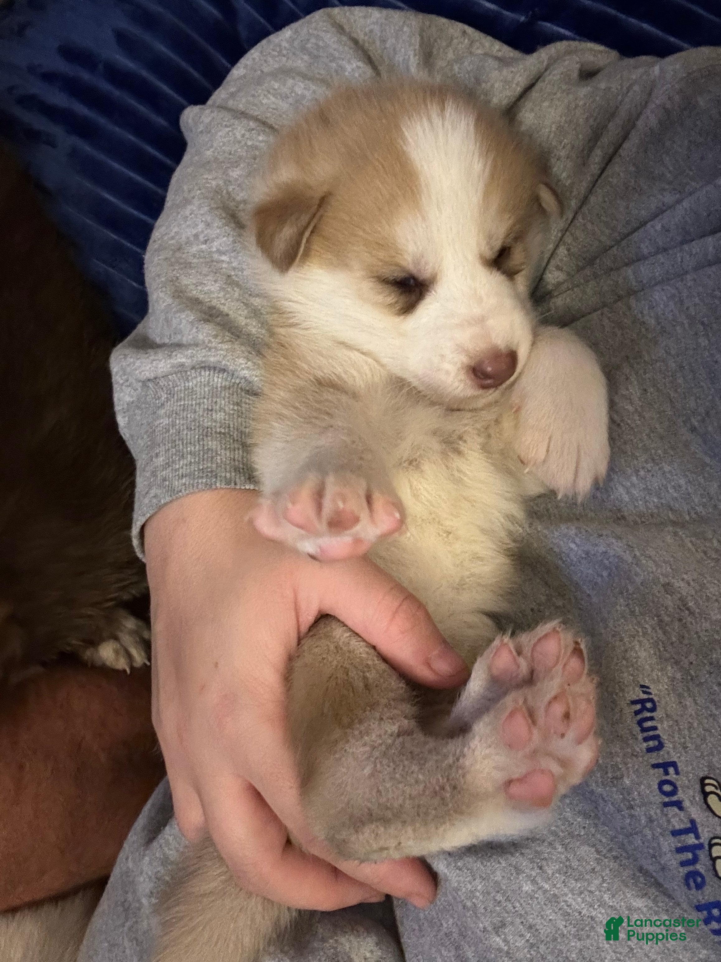 Mixed Breed dogs Red and white female - Ad 18