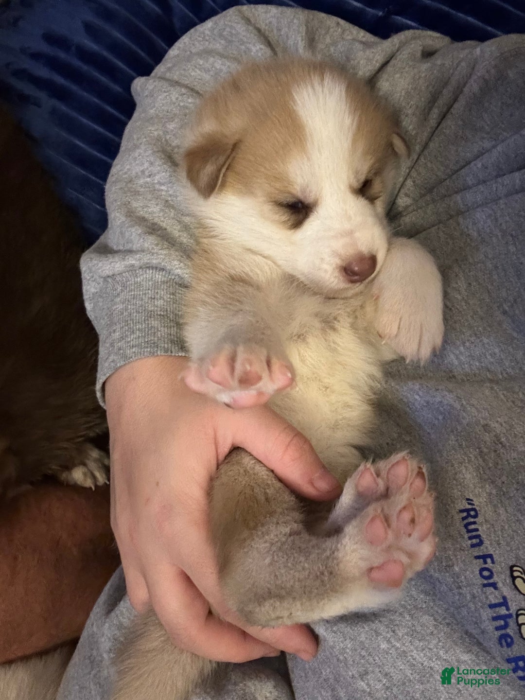 Mixed Breed dogs for sale: Red and white female - Ad 1