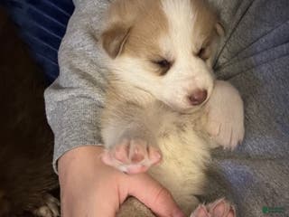 Mixed Breed dogs Red and white female - Ad 40