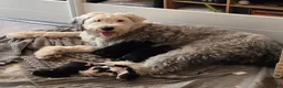Mixed Breed dogs for sale: Stash - Ad 4