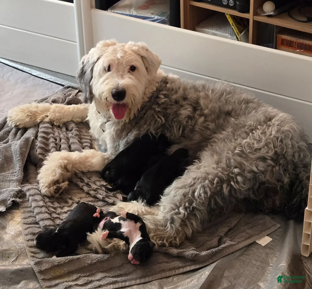 Mixed Breed dogs for sale: Take Me Home and Rename Me! - Ad 2