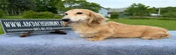 Miniature Dachshund dogs for sale: Cream - Ad 16