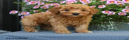 Miniature Poodle dogs for sale: Waffle - Ad 2