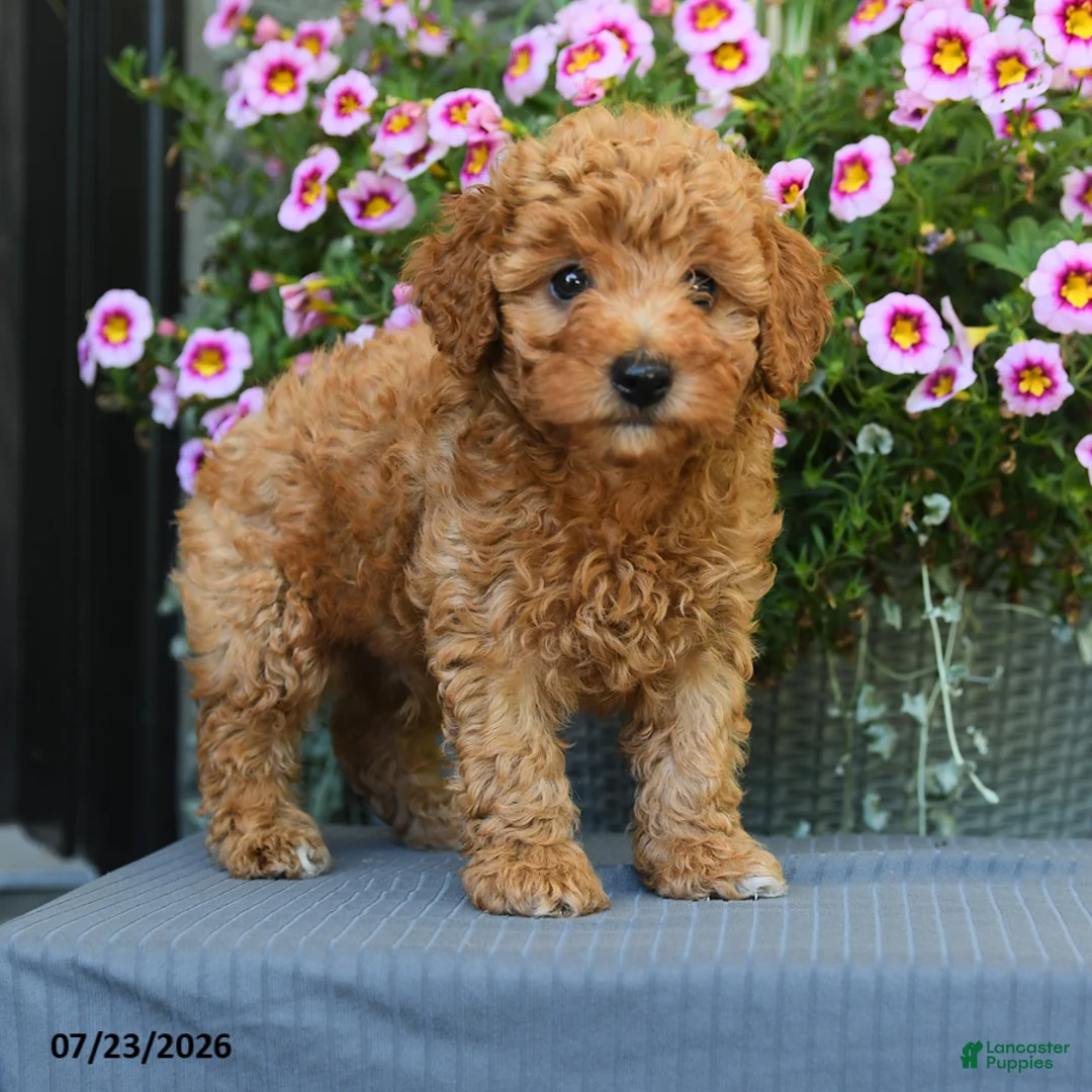 Miniature Poodle dogs for sale: Waffle - Ad 2