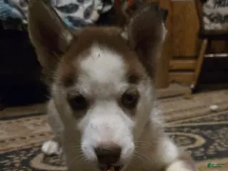 Siberian Husky dogs Abigail - Ad 17