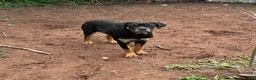 Mixed Breed dogs for sale: Cane Corso-Rottweiler - Ad 7