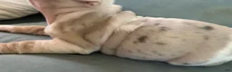Beabull dogs for sale: Georgie - Ad 7