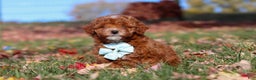 Miniature Poodle dogs for sale: Drumstick - Ad 1