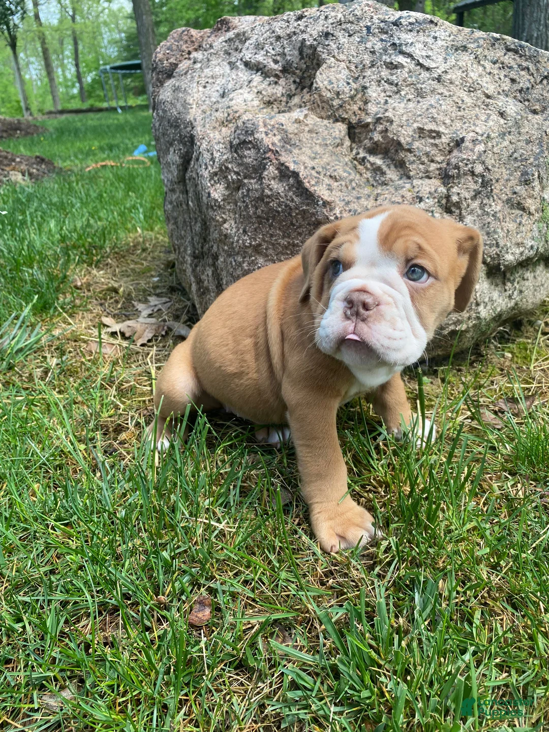 Mixed Breed dogs for sale: Princess - Ad 1