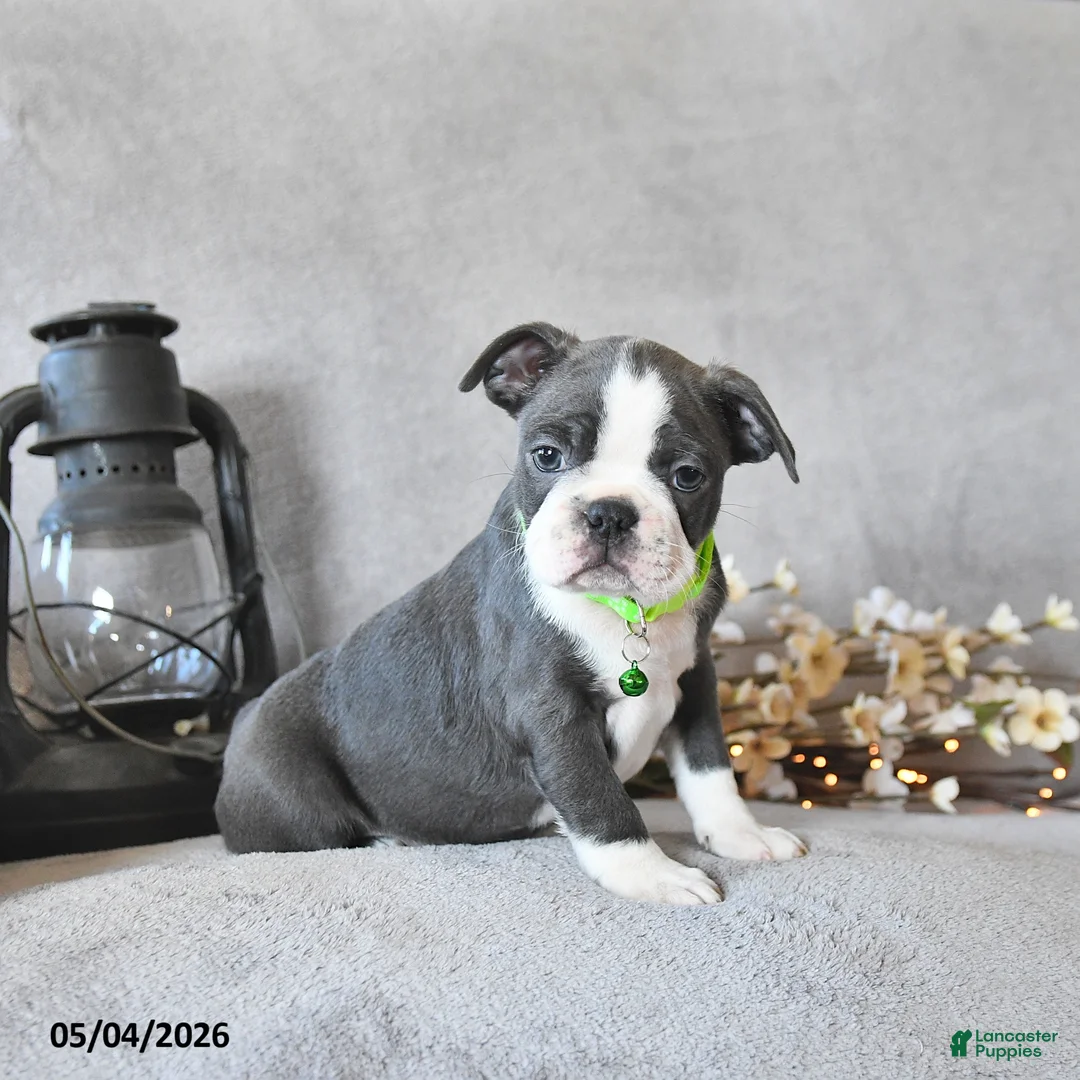 Boston Terrier dogs for sale: Keaton - Ad 1