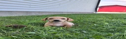 Dachshund dogs for sale: Travis - Ad 6