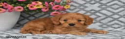 Cavapoo dogs for sale: Tanto - Ad 10