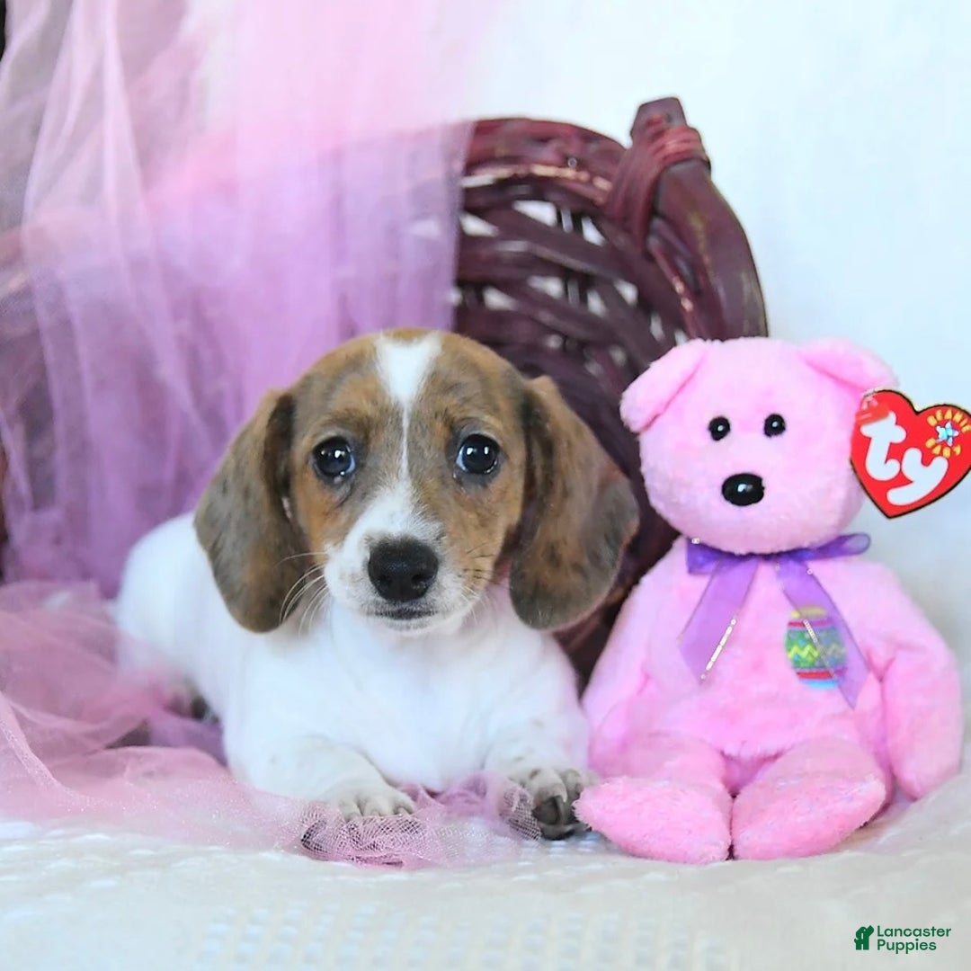 Dachshund dogs for sale: Laken - Ad 2