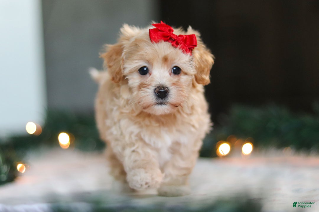 Havapoo dogs for sale: Reese - Ad 5