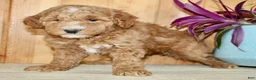 Mini Goldendoodle dogs for sale: Ginger - Ad 3