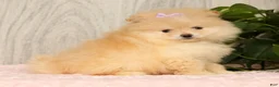 Pomeranian dogs for sale: Cream Puff - Ad 5