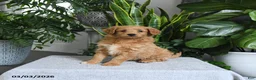 Mini Goldendoodle dogs for sale: Bonnie - Ad 4