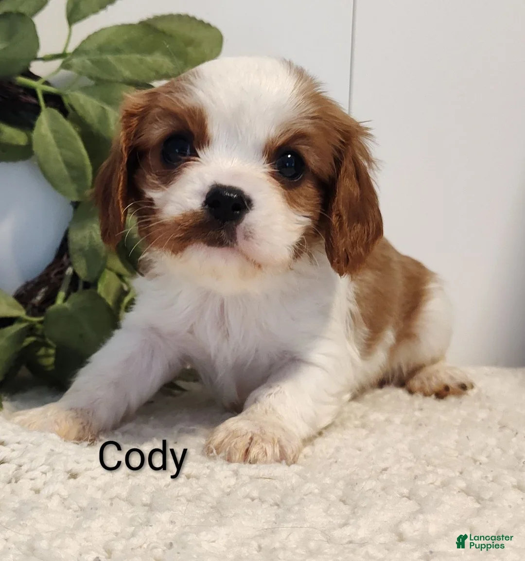 Cavalier King Charles Spaniel dogs for sale: Cody - Ad 2