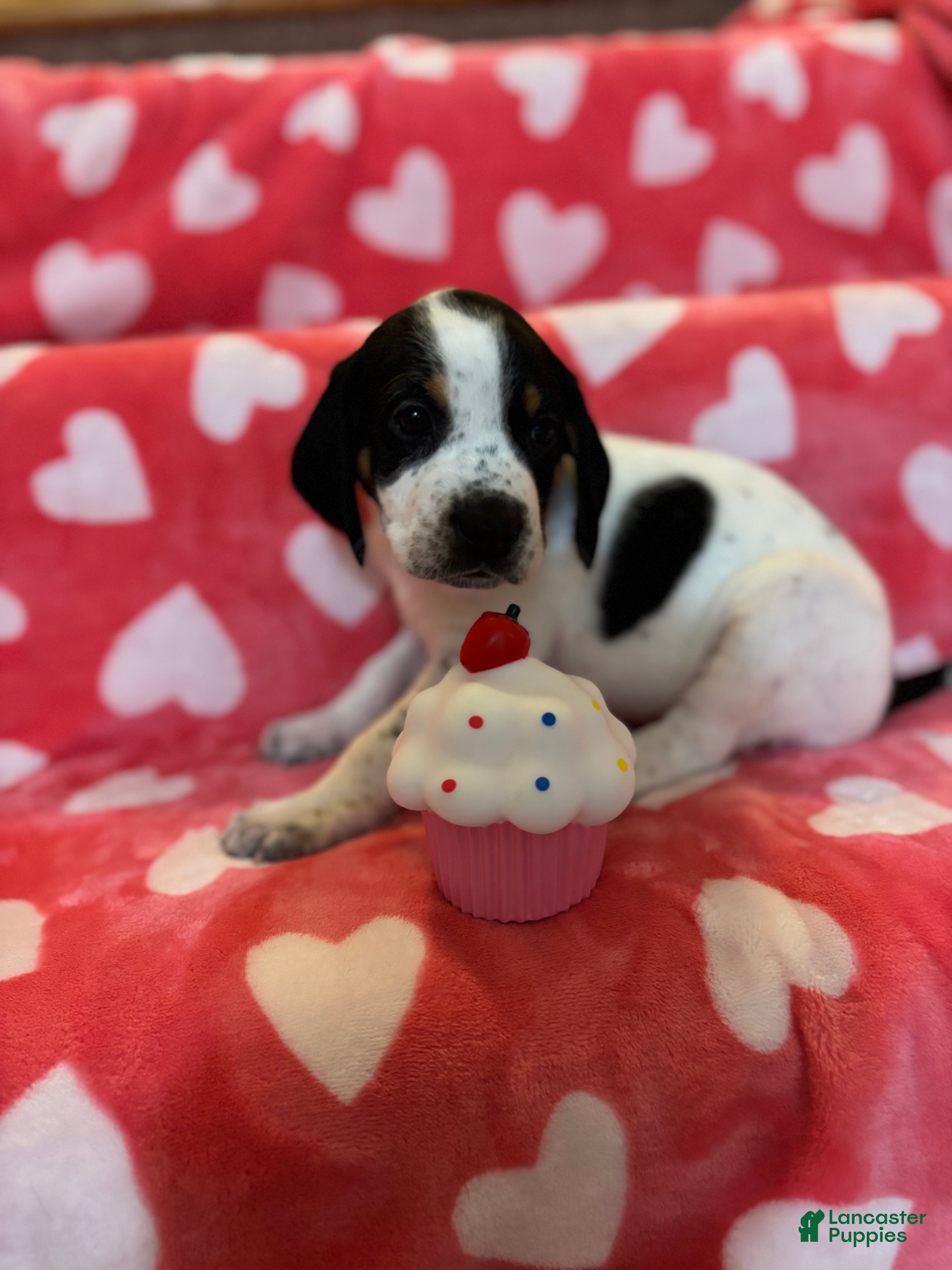 Mixed Breed dogs Mixed Breed Puppy 2 - Ad 30