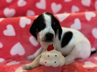 Mixed Breed dogs Mixed Breed Puppy 2 - Ad 39