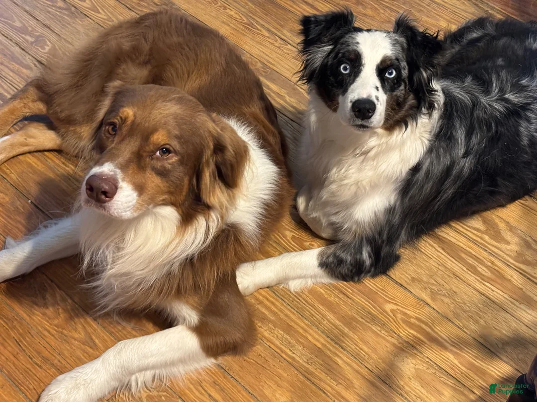 Australian Shepherd dogs for sale: Australian Shepherd 2 - Ad 4