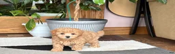 Maltipoo dogs for sale: Suzie  - Ad 10