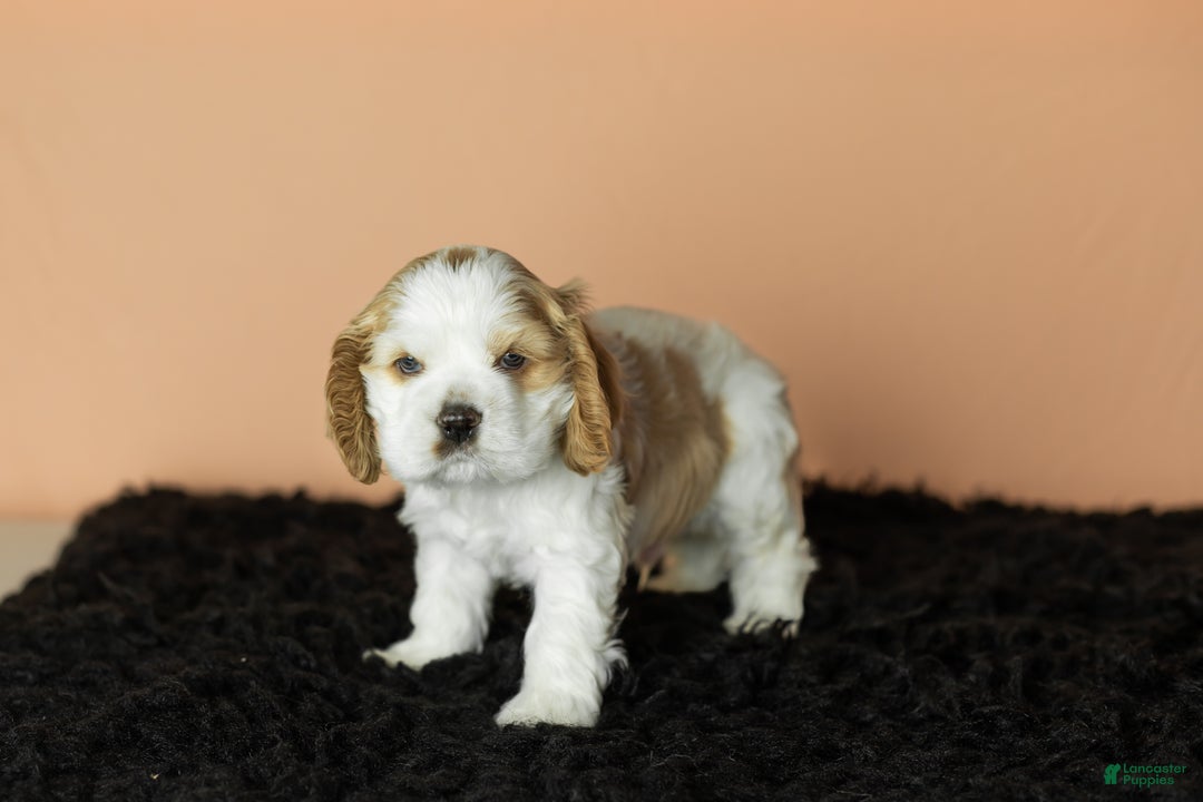 Cocker Spaniel dogs for sale: Pickles - Ad 1