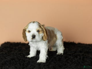 Cocker Spaniel dogs Pickles - Ad 36