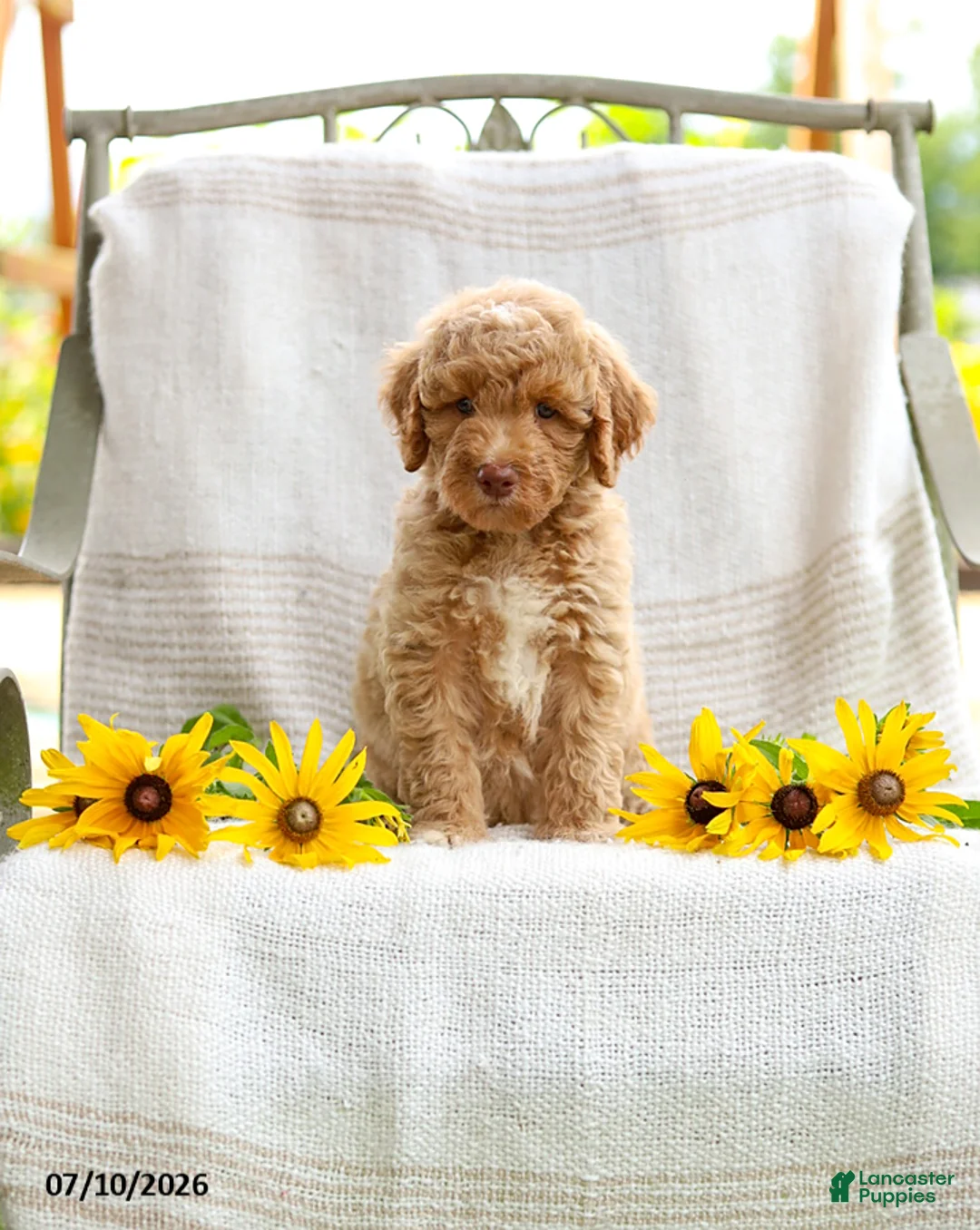 Mini Goldendoodle dogs for sale: Jared - Ad 1