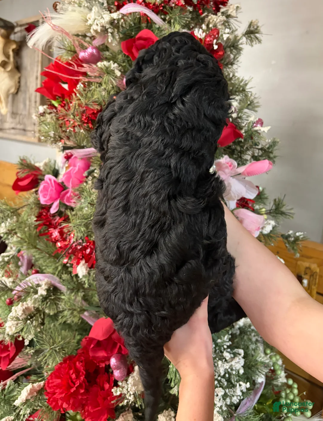 Goldendoodle dogs for sale: Goldendoodle Puppy 2 - Ad 3