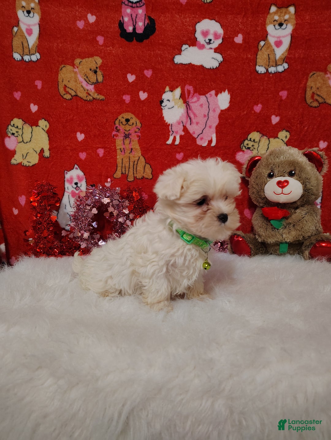 Maltese dogs for sale: Noah - green - Ad 5