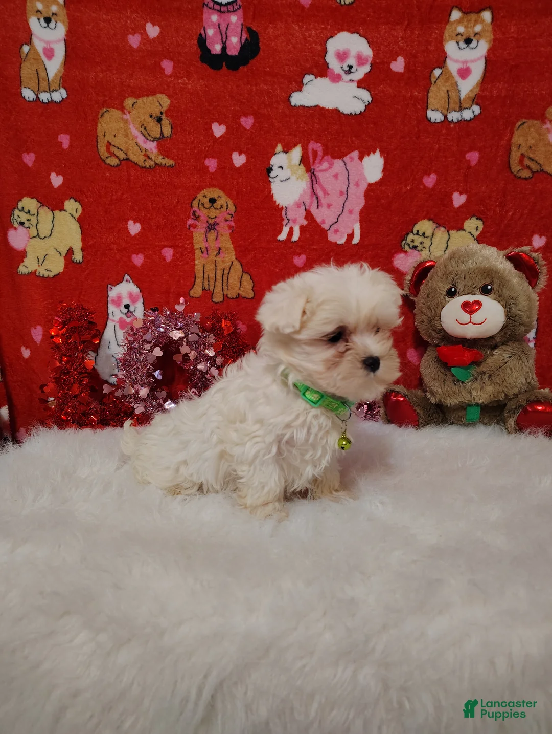 Maltese dogs for sale: Noah - green - Ad 5
