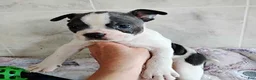 Boston Terrier dogs for sale: Ronnie - Ad 6