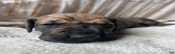 Great Dane dogs for sale: Luca - Ad 3