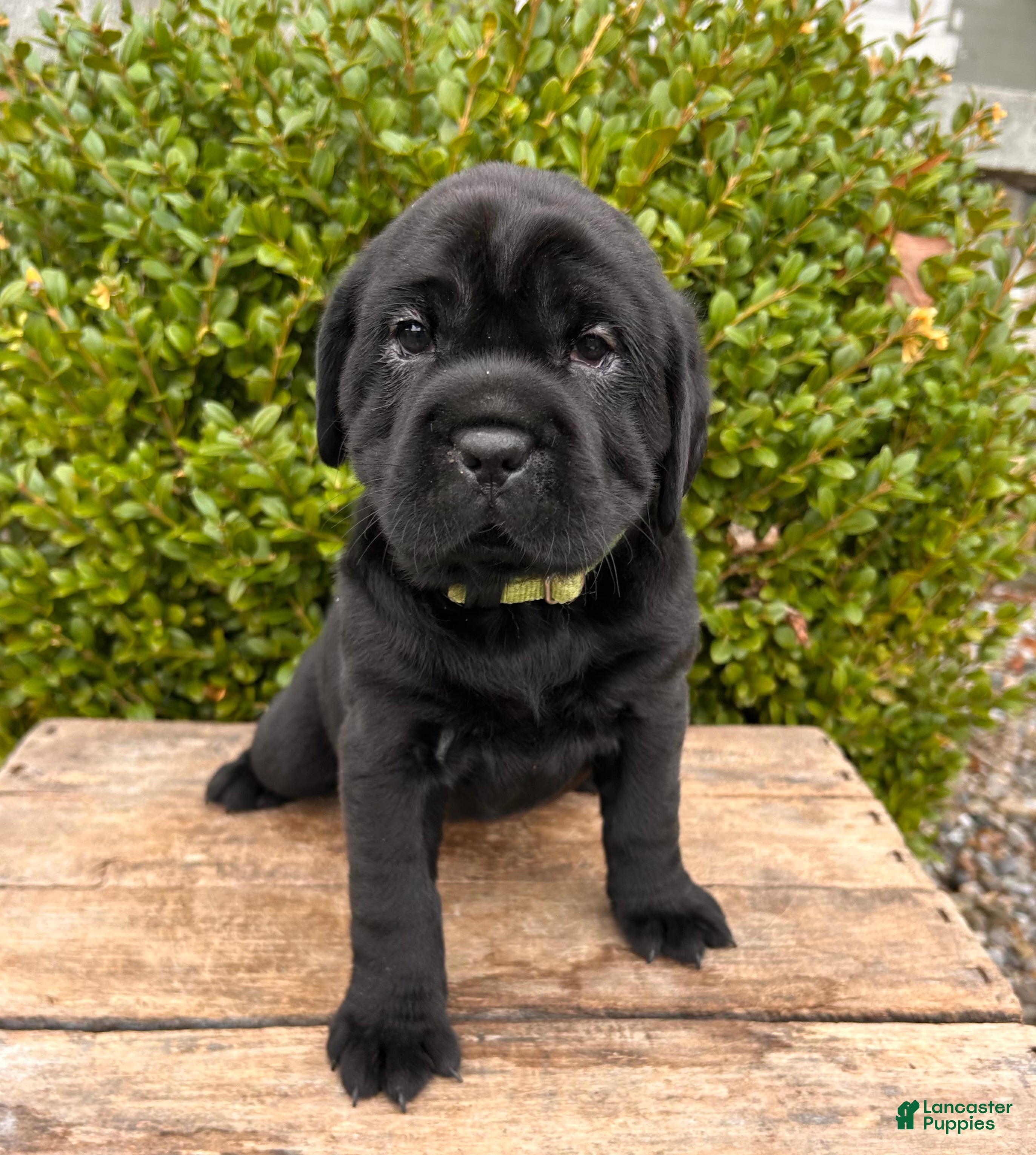 Mini Hippo dogs Ina - Ad 2