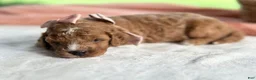 Mini Goldendoodle dogs for sale: Roseann - Ad 3