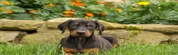 Doberman Pinscher dogs for sale: DIESEL - Ad 15