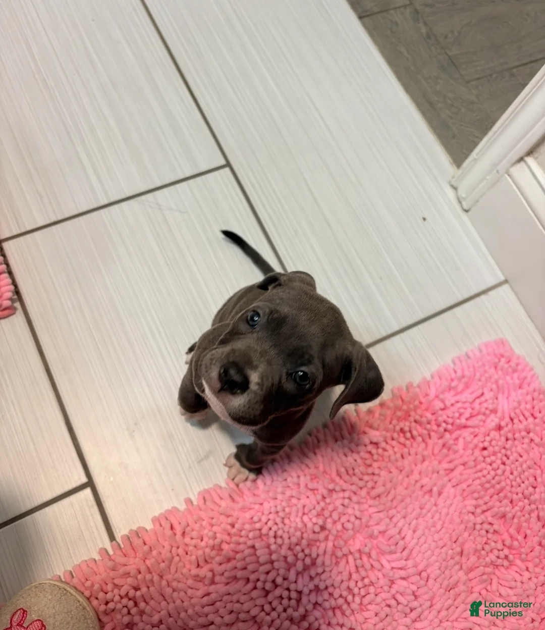 American Pit Bull Terrier dogs for sale: American Pit Bull Terrier 1 - Ad 2