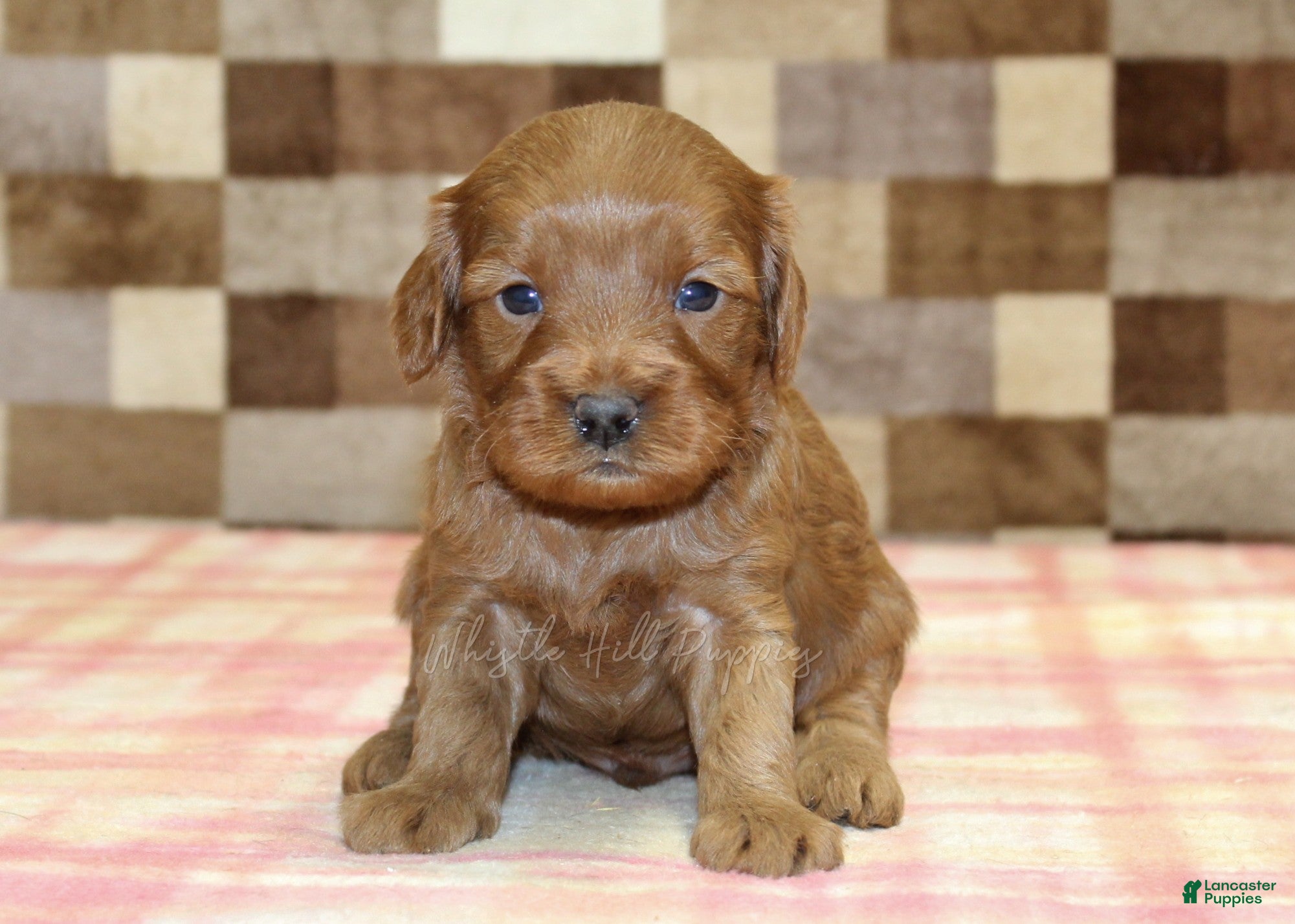 Cavapoo dogs Scout - Ad 2