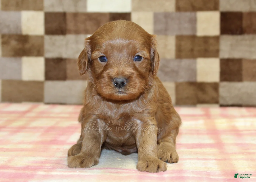 Cavapoo dogs for sale: Scout - Ad 2