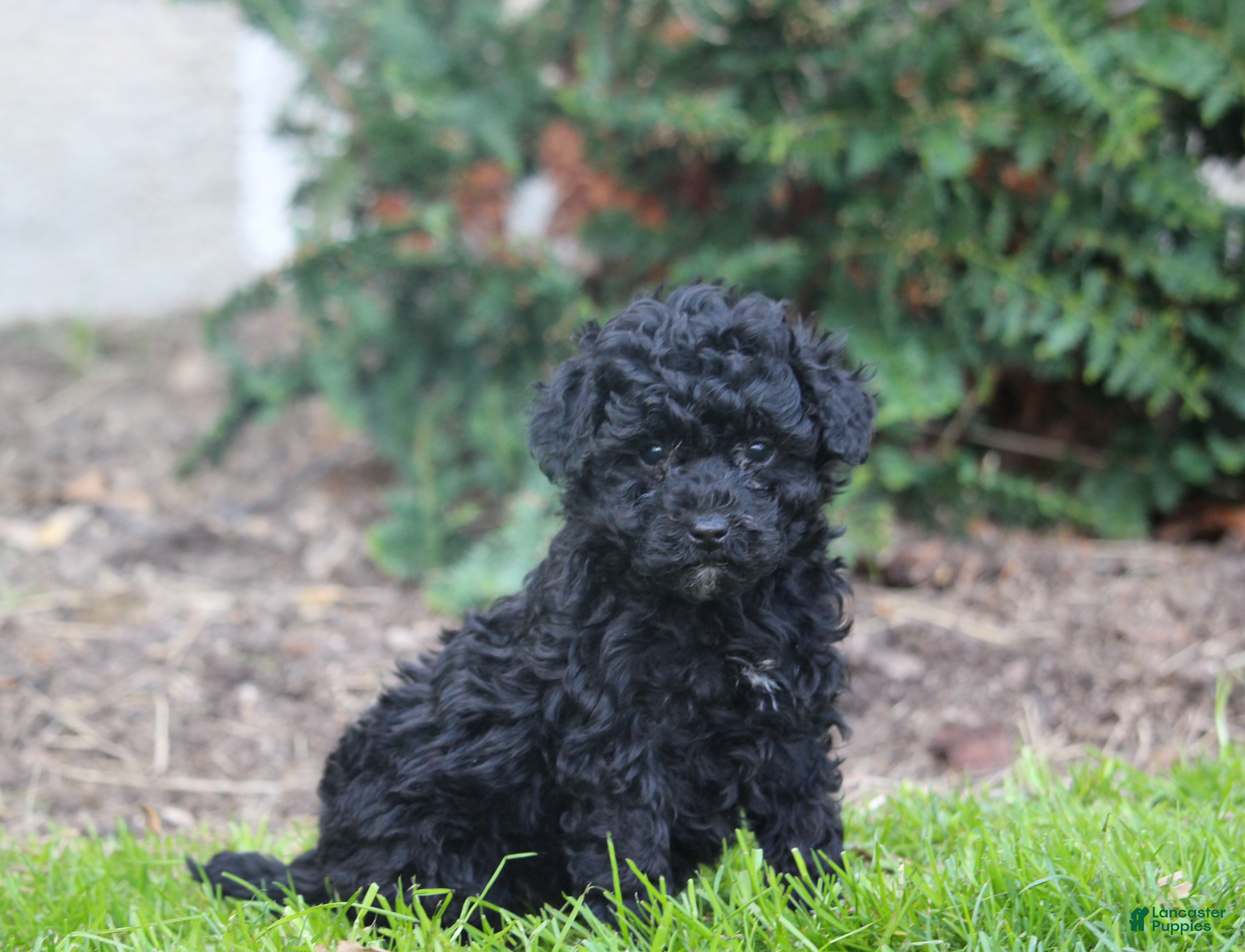 Bernedoodle dogs for sale: Bruce - Ad 3