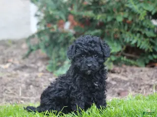 Bernedoodle dogs for sale: Bruce - Ad 3