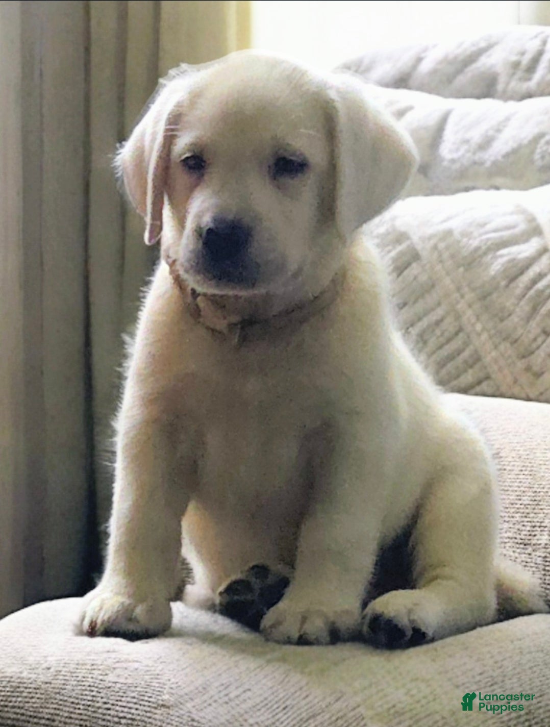 Labrador Retriever dogs Tan Collar - Ad 1