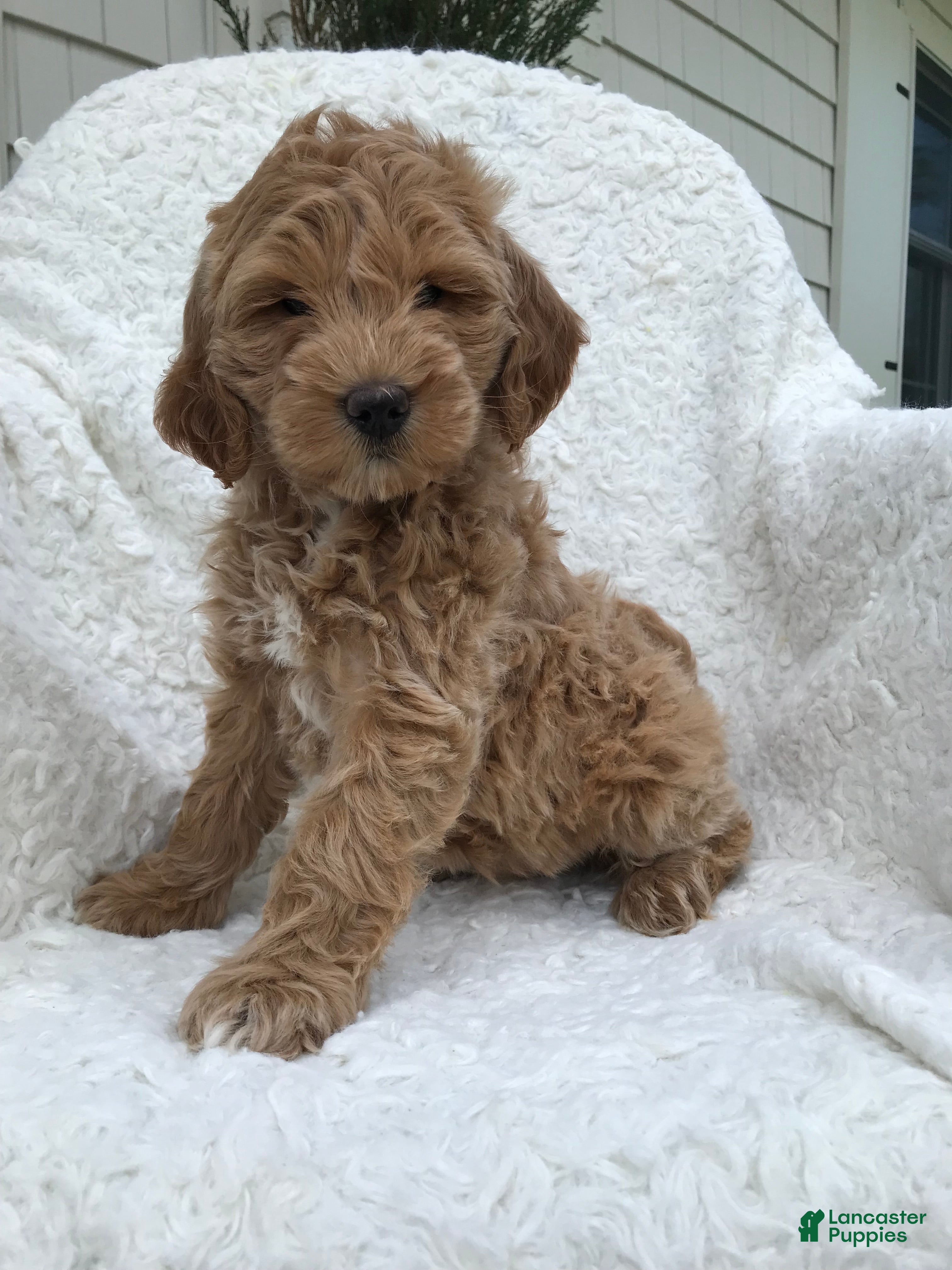 Mini Goldendoodle dogs Millie - Ad 2