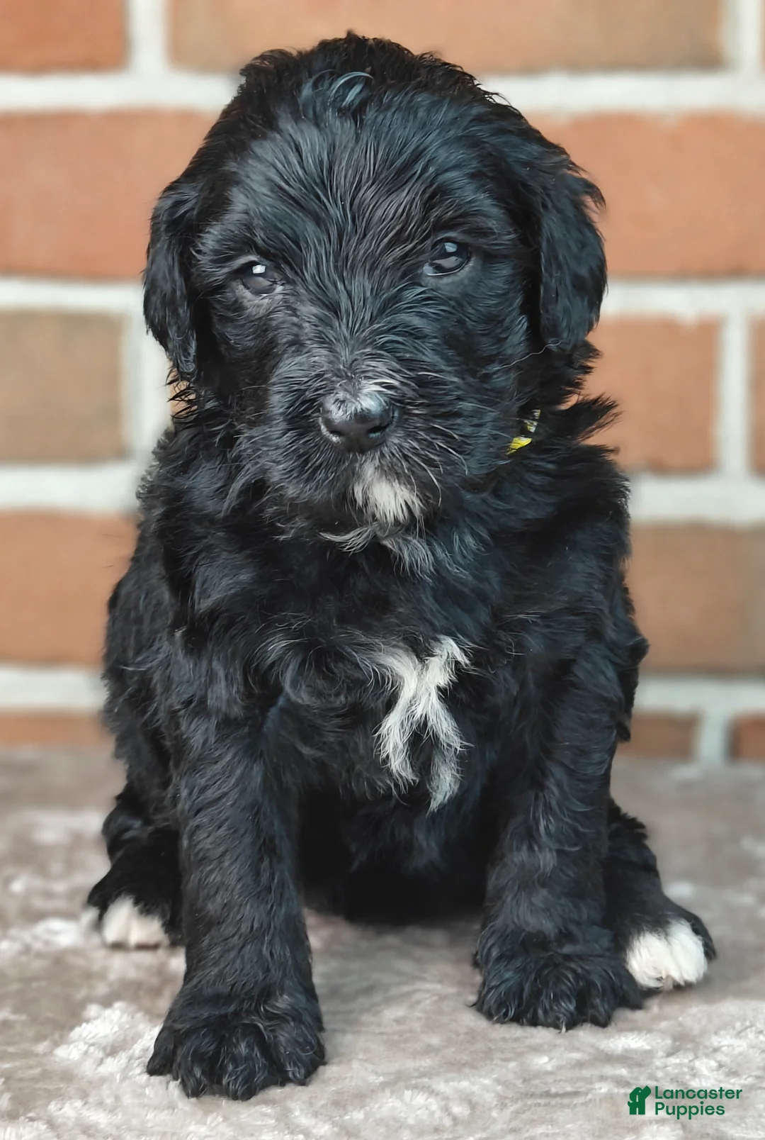 Bernedoodle dogs for sale: Smokey  - Ad 2