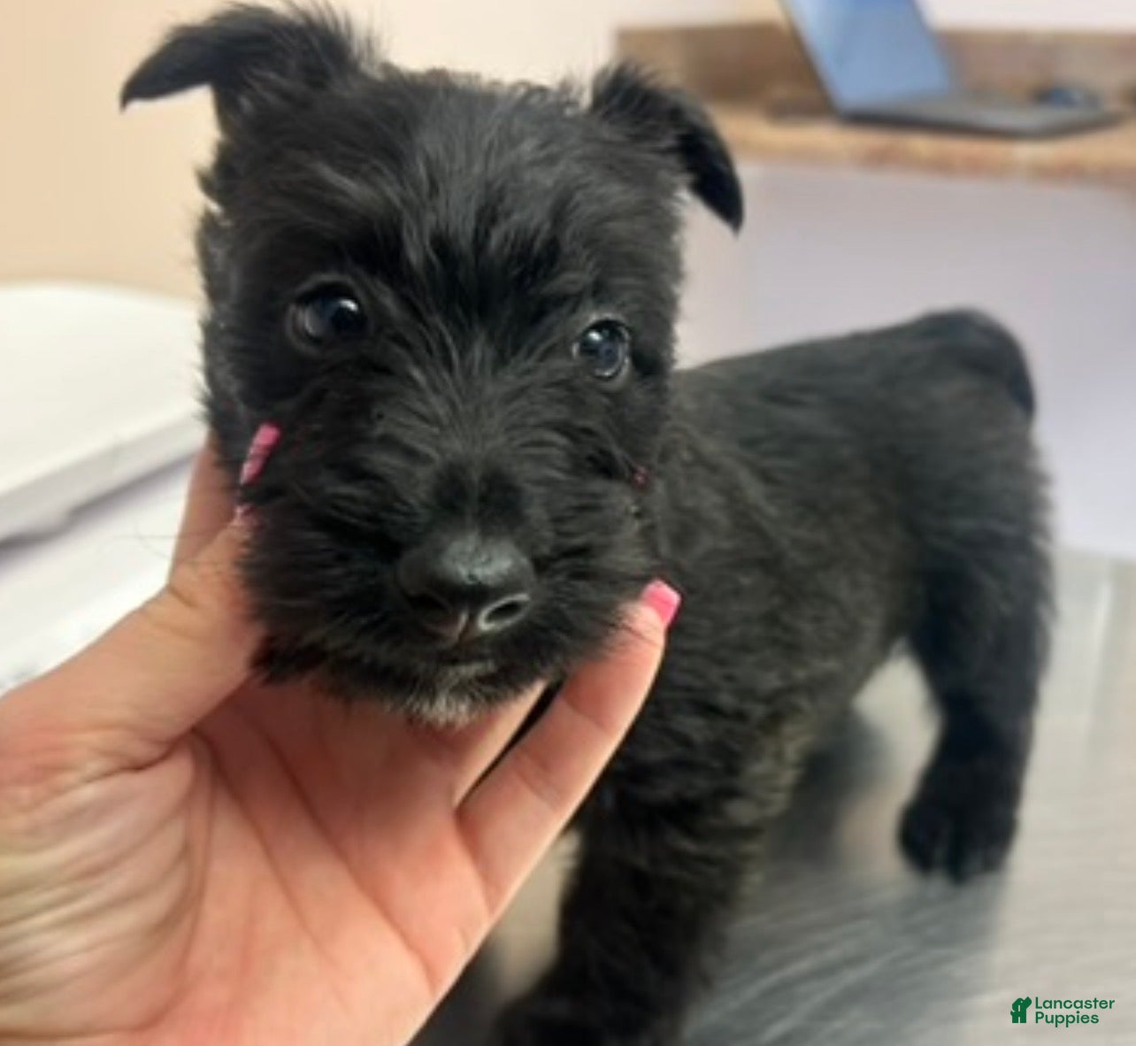 Scottish Terrier dogs for sale: Scottish Terrier 2 - Ad 1