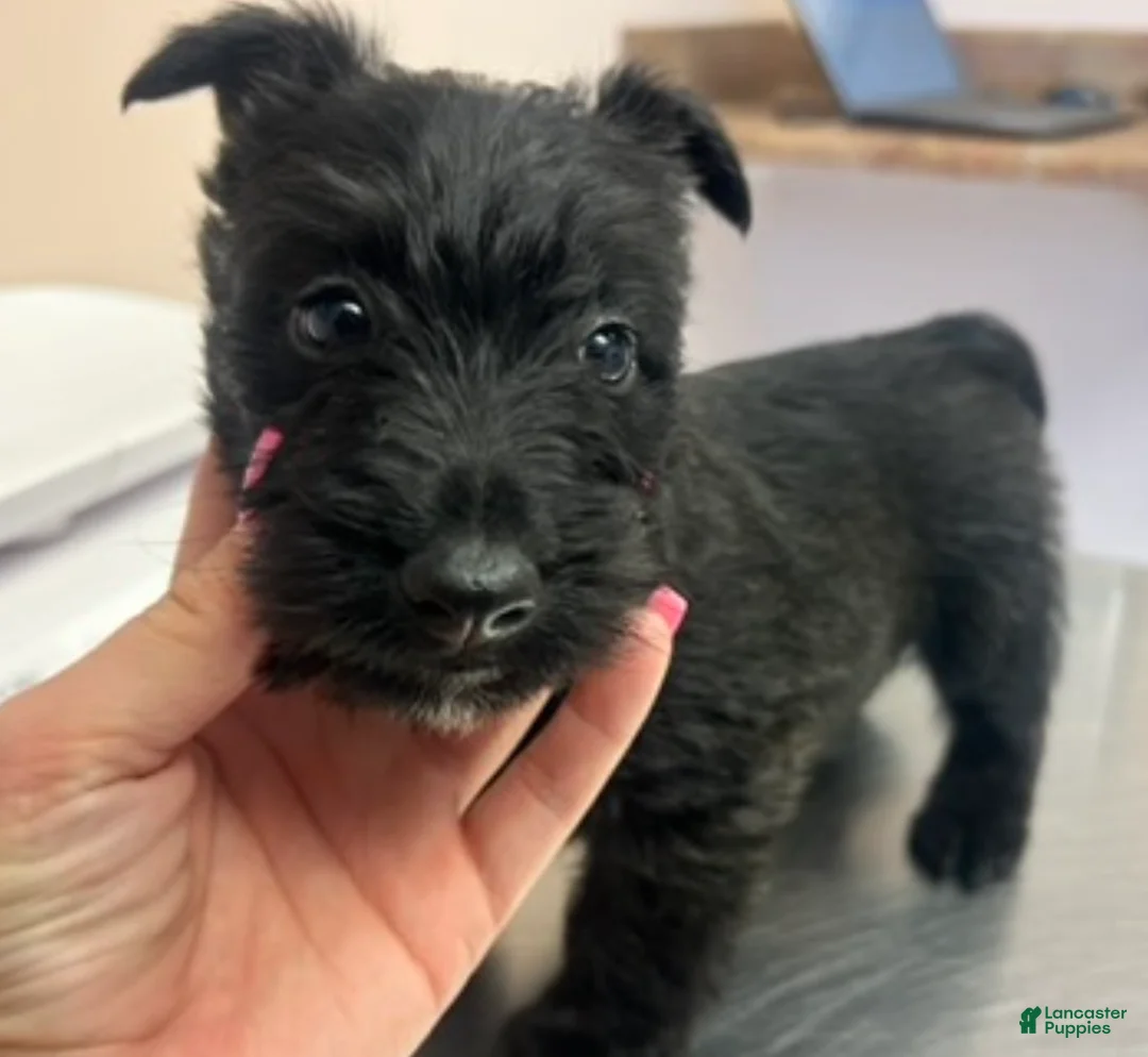 Scottish Terrier dogs for sale: Scottish Terrier 2 - Ad 1