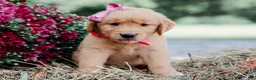 Golden Retriever dogs for sale: Andrea AKC Golden Retriever - Ad 5